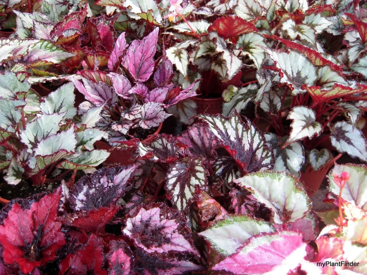 Esemplari di begonia gigante