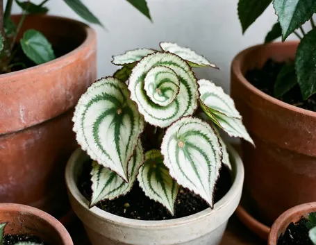 Ibrido di Begonia rex Escargot