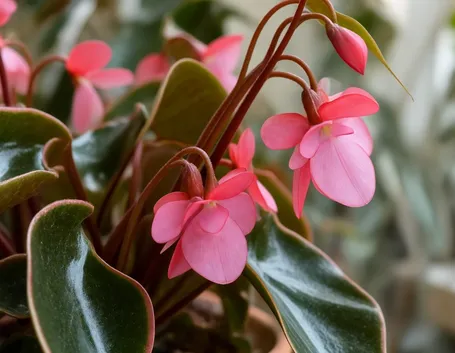 begonia rami colorati