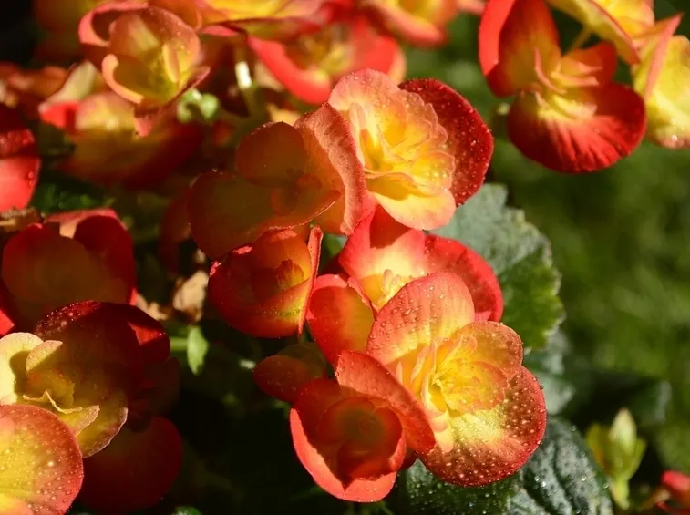 Begonia fiori
