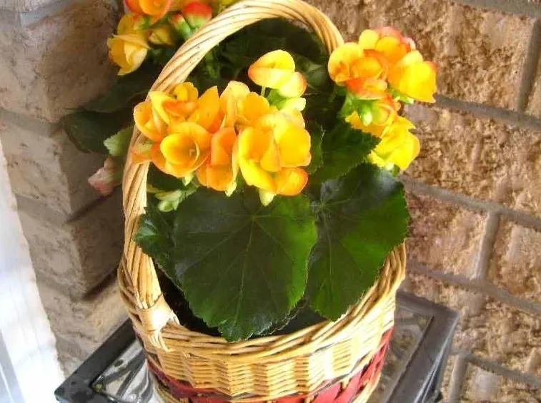 Begonie in vaso