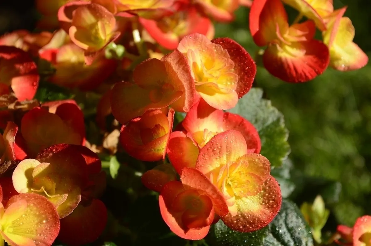 Begonia fiori