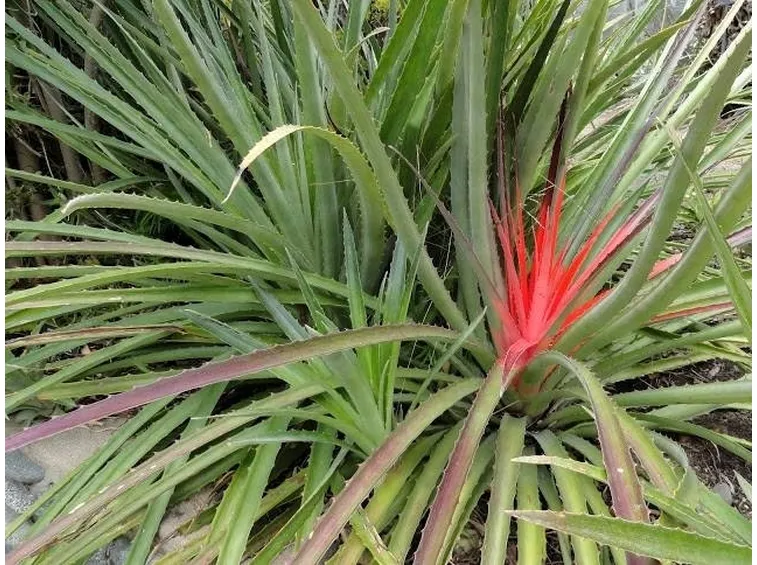 grossa bromelia