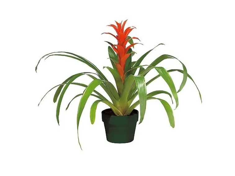 bellissima bromelia