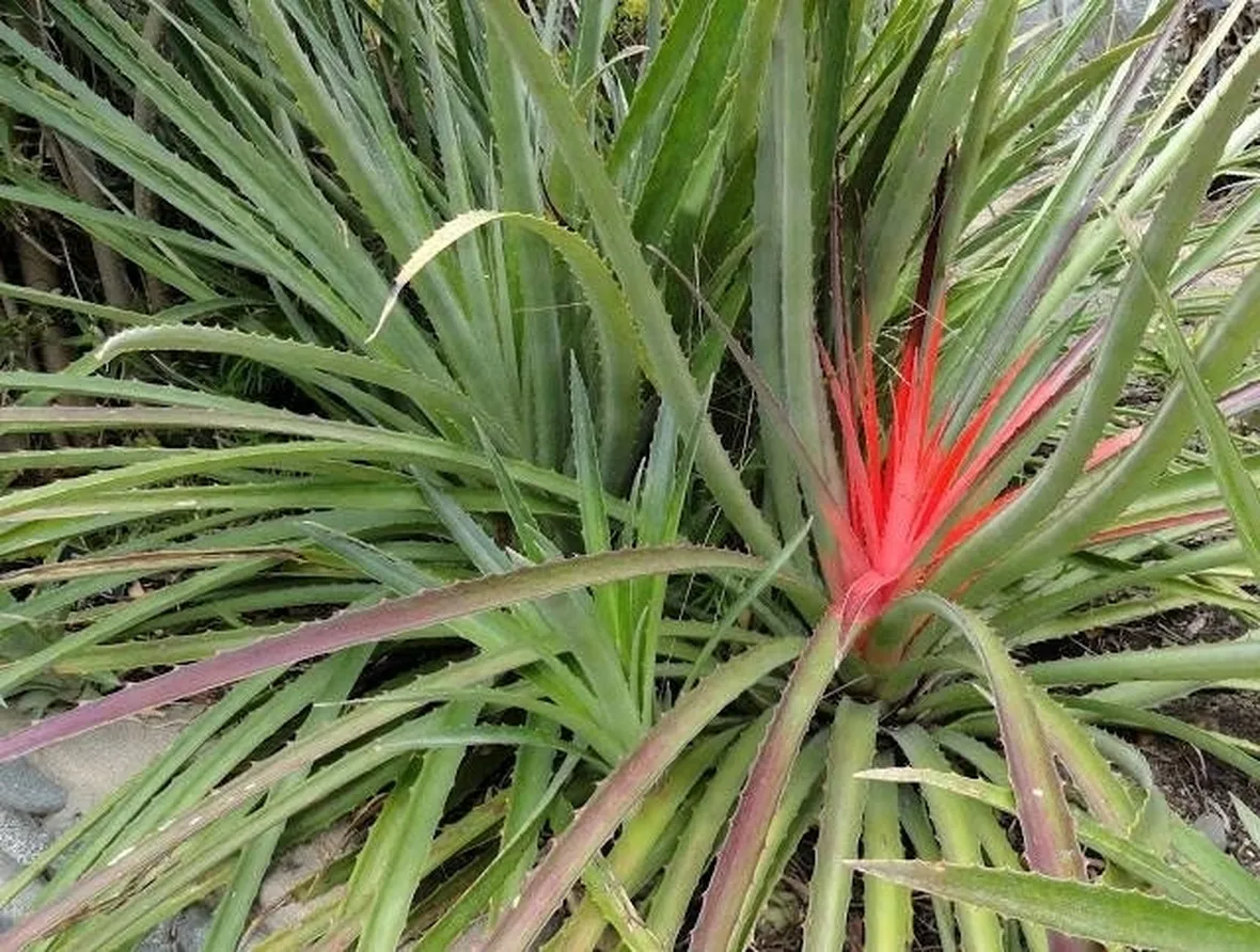 grossa bromelia