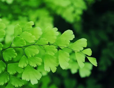 Foglie di piante Capelvenere