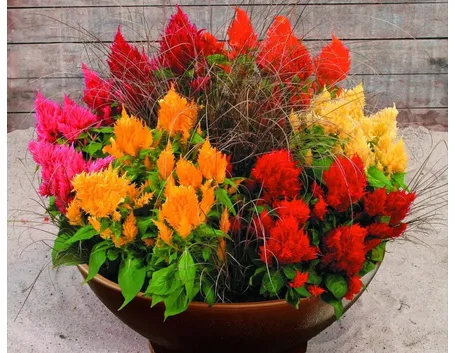 Celosia