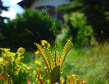 In foto, un esemplare di Brocchinia