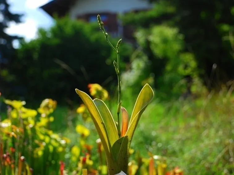 In foto, un esemplare di Brocchinia