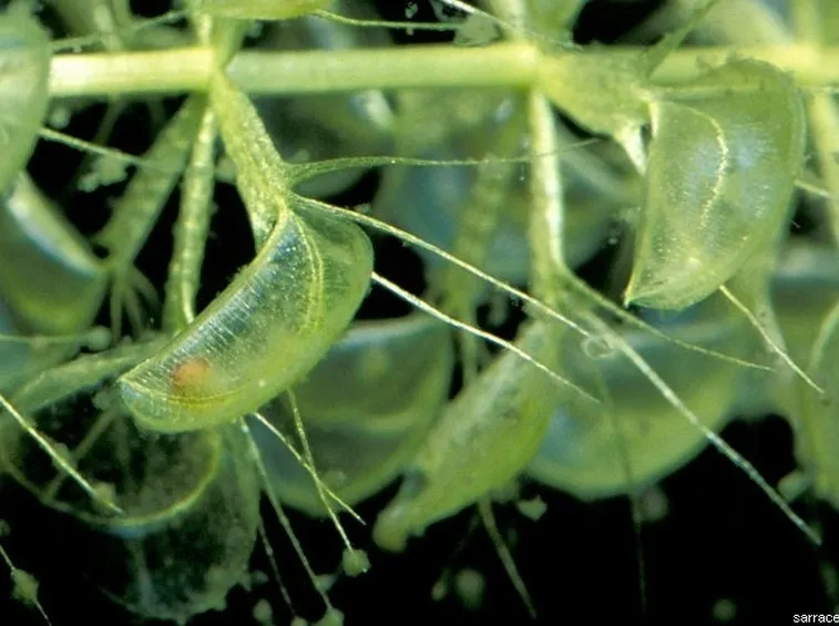In foto, un esempio di Aldrovanda