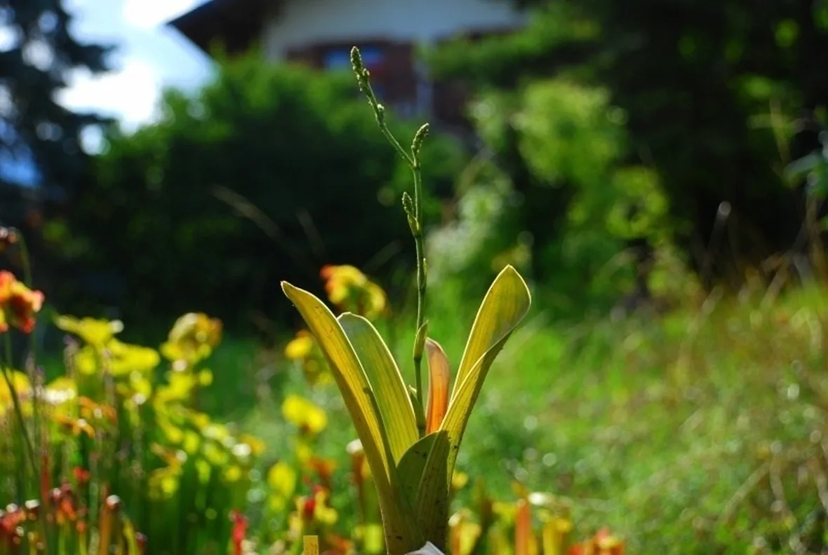 In foto, un esemplare di Brocchinia