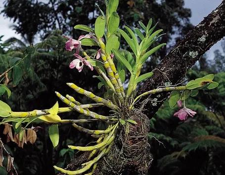 Esempio di orchidea con radici epifite.