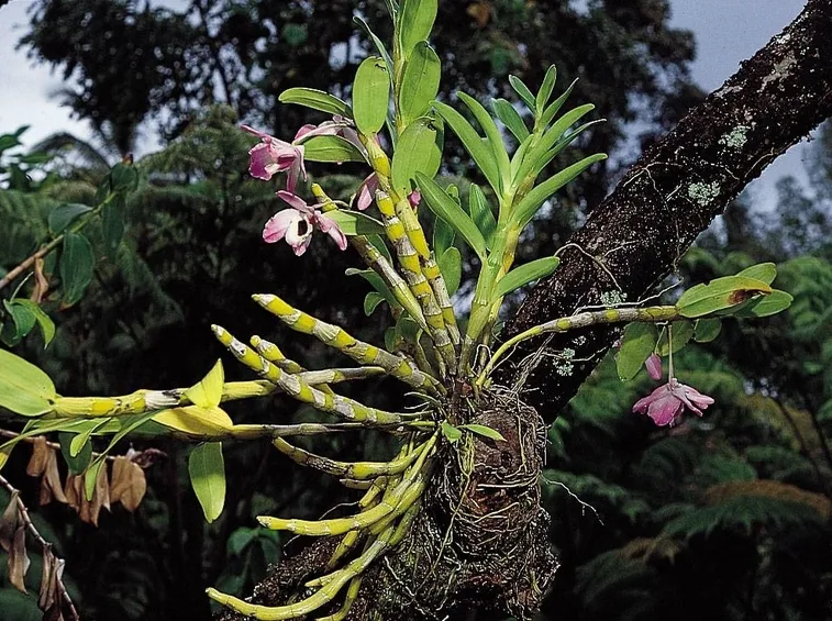 Esempio di orchidea con radici epifite.