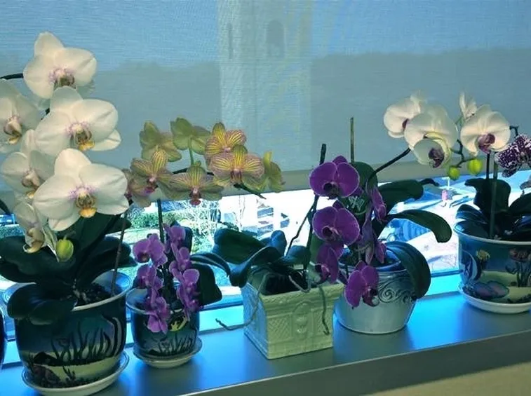alcune orchidee fiorite