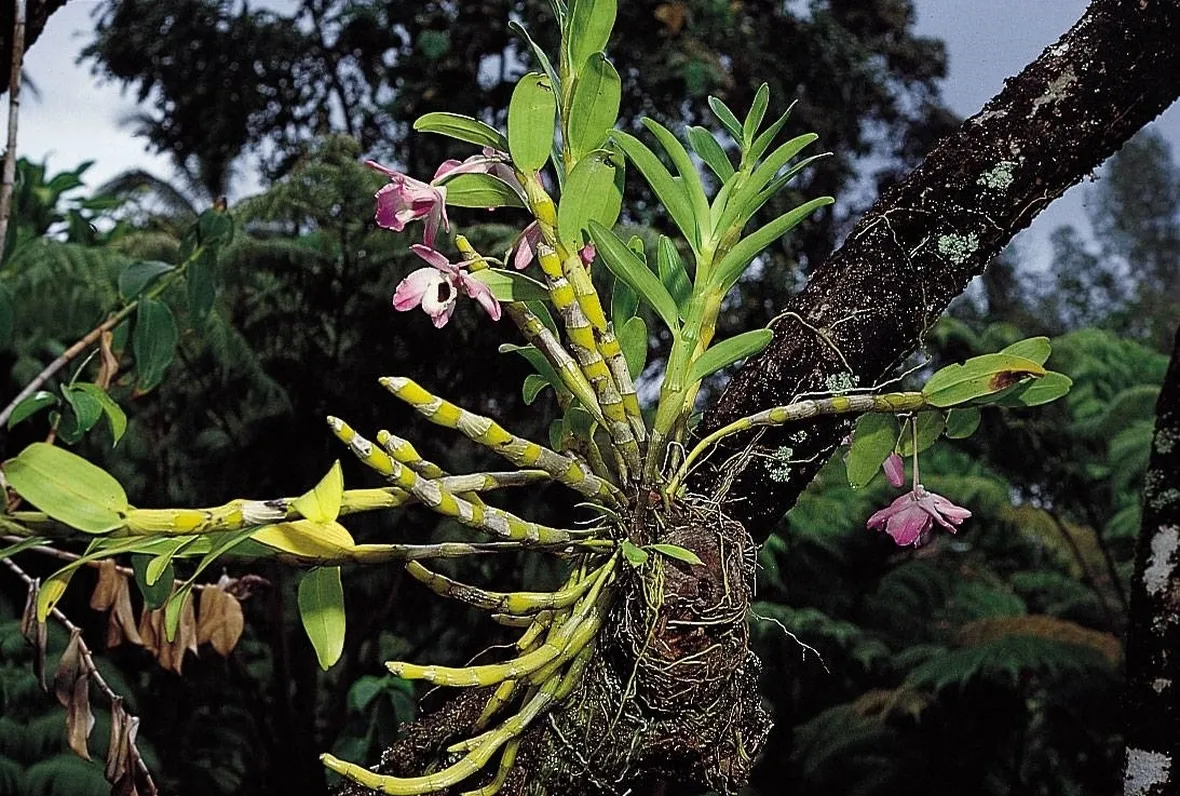 Esempio di orchidea con radici epifite.