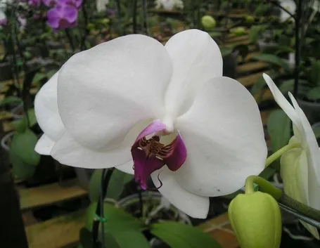 Fiore di orchidea Phalaenopsis bianca.
