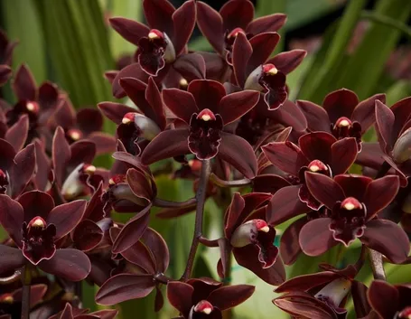 Fiore di orchidea Cymbidium