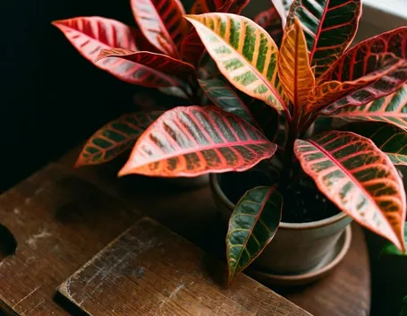 Croton