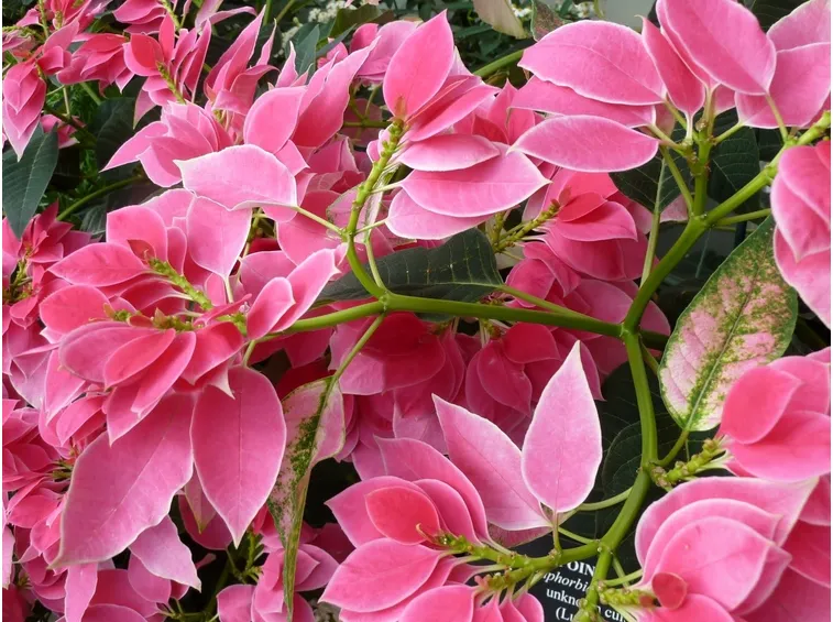 La bellissima varietà a brattee rosa