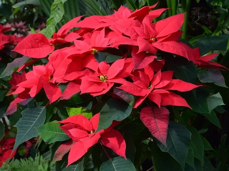 La tipica stella di Natale dalle brattee rosse