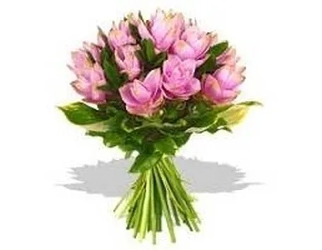 curcuma4