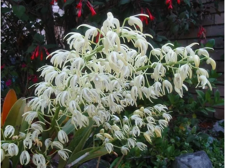 dendrobium bianco