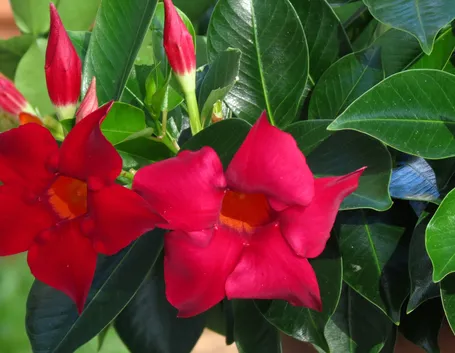 Dipladenia