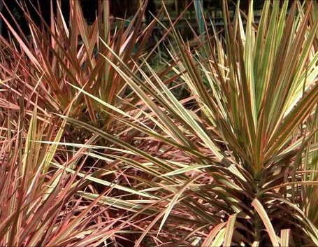 Dracena marginata