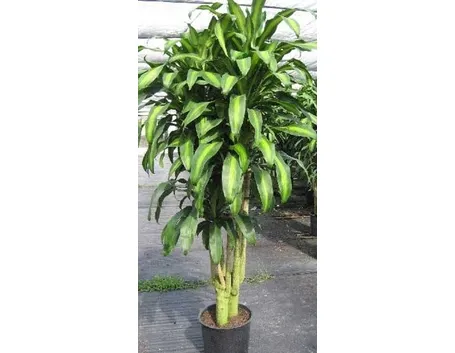 dracena in vaso