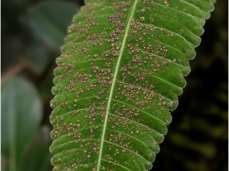 Felce cocciniglia