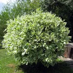 Un ficus beniamino lasciato crescere fino a diventare un albero