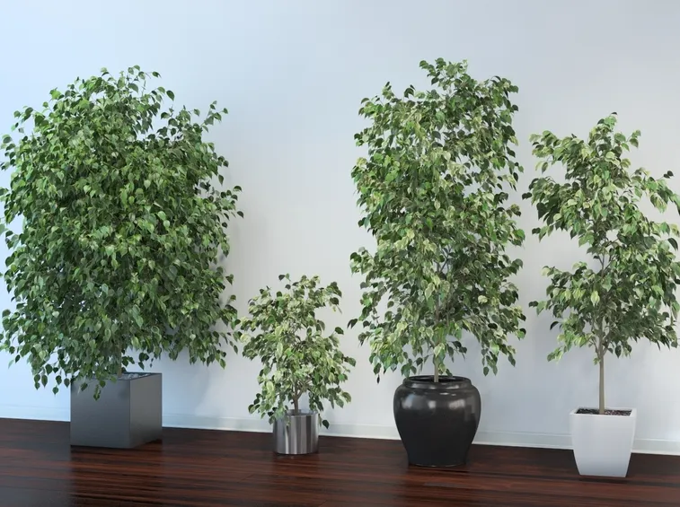 Varietà ficus