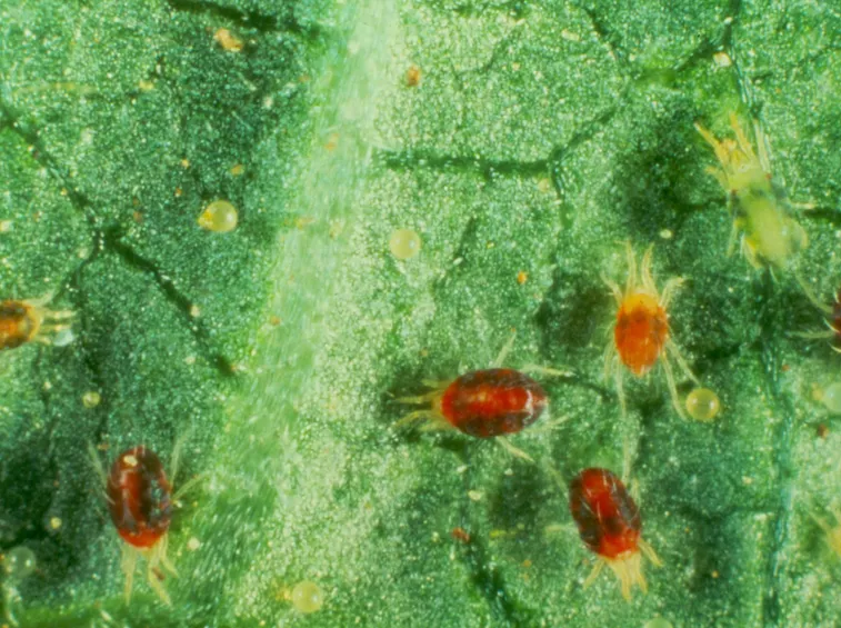 Ragnetto rosso pianta