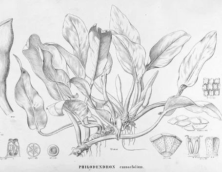 Disegno botanico della varietà di philodendron cannaefolium