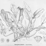 Disegno botanico della varietà di philodendron cannaefolium