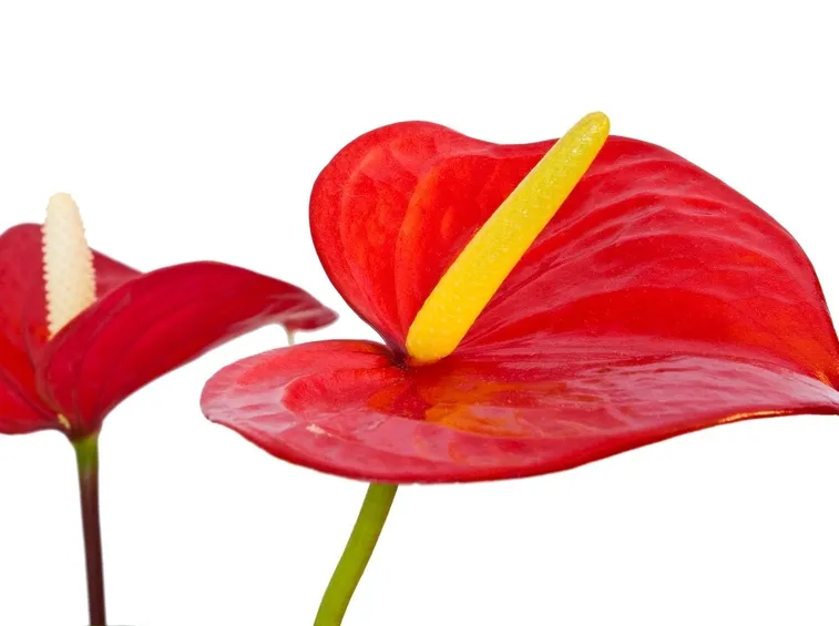 Un esempio di fiore di anthurium