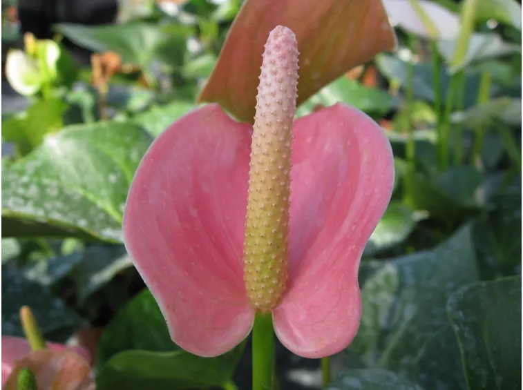 Un esemplare di anthurium rosa