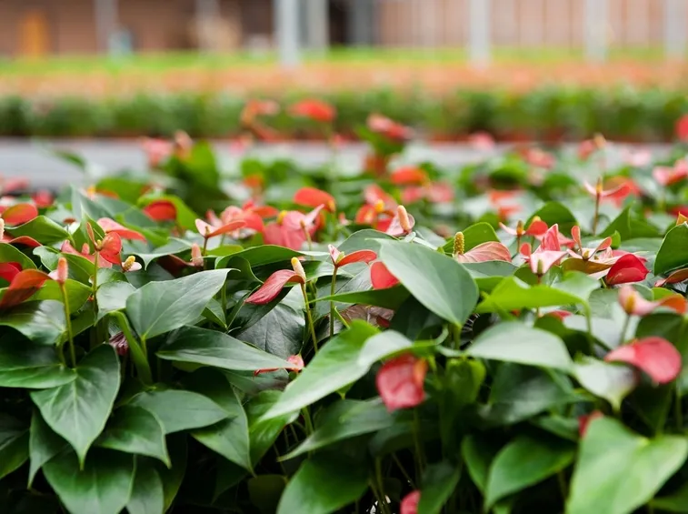 Piante di anthurium