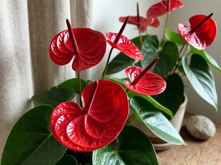 Bellissimi esemplari di anthurium