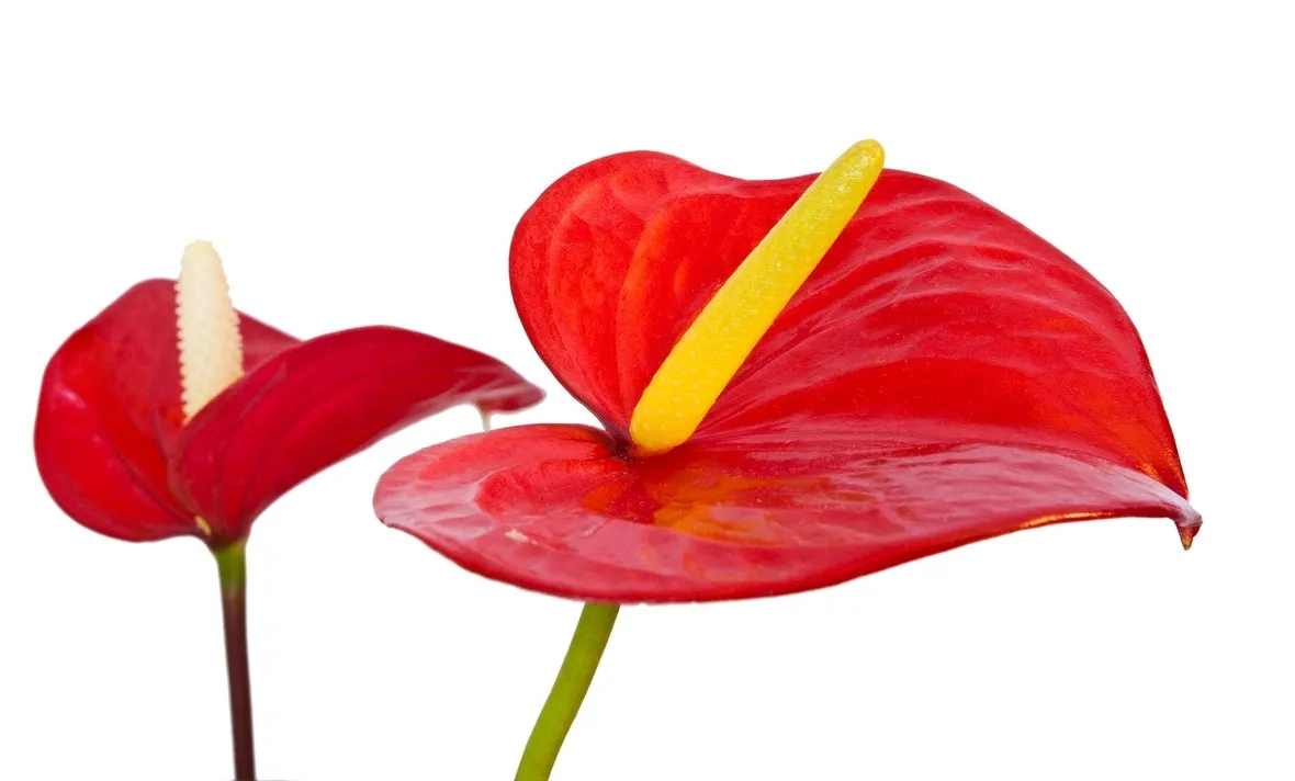 Un esempio di fiore di anthurium