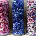 fiori colorati