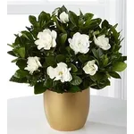 gardenia1_zps26eeae92