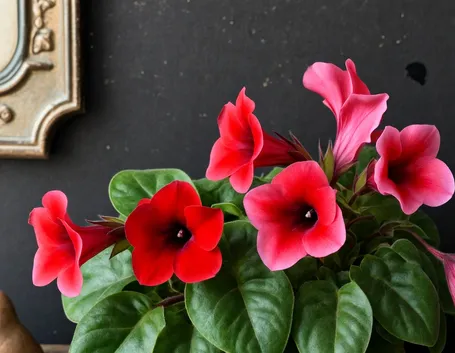 Fiori pianta Gloxina