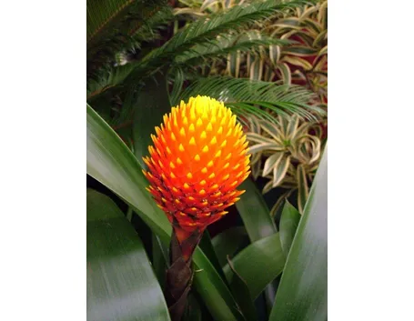 bellissimo fiore guzmania