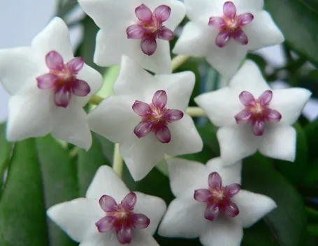 Fiori di hoya bella
