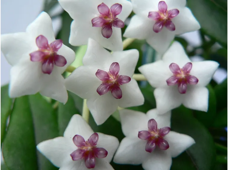 Fiori di hoya bella