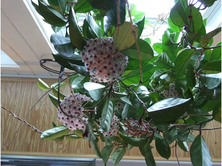 Varietà coltivata in casa