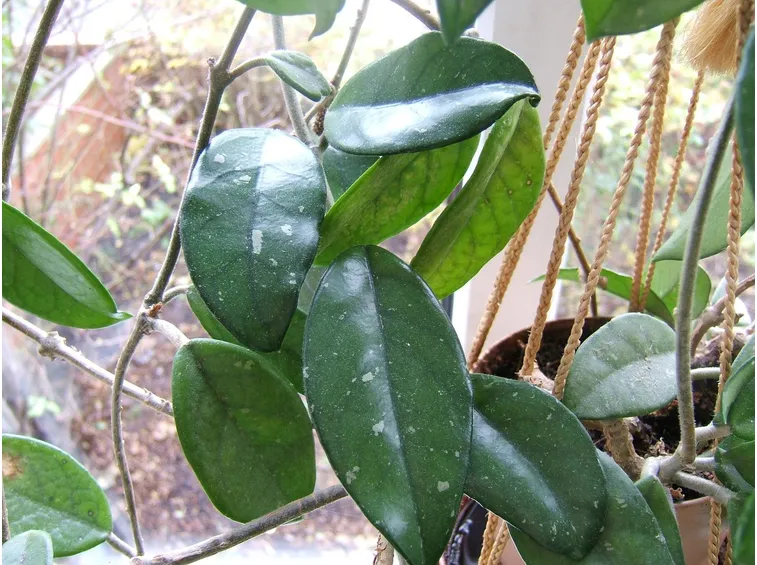 Foglie di hoya bella