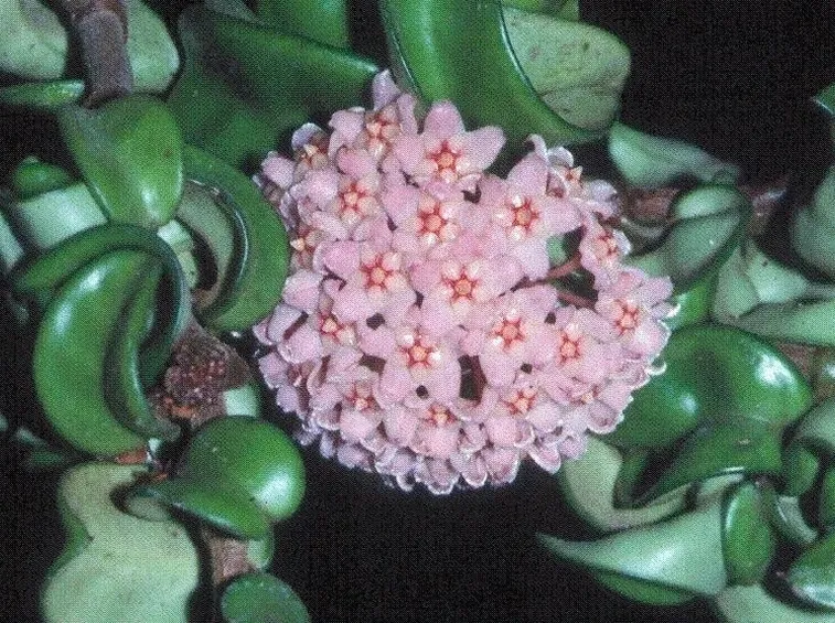 Fiori rosa di hoya