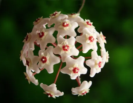 Fiori di Hoya carnosa